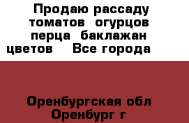 Продаю рассаду томатов, огурцов, перца, баклажан, цветов  - Все города  »    . Оренбургская обл.,Оренбург г.